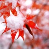 「残り紅葉に新雪」