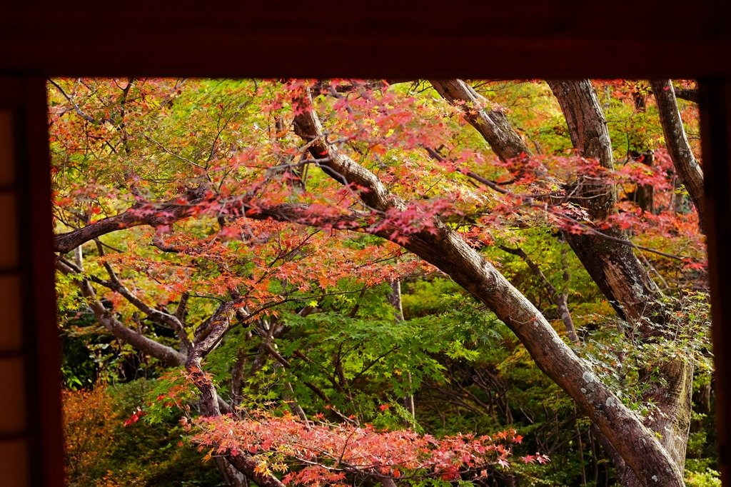 京都　宝筐院 ②