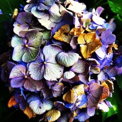 紫陽花