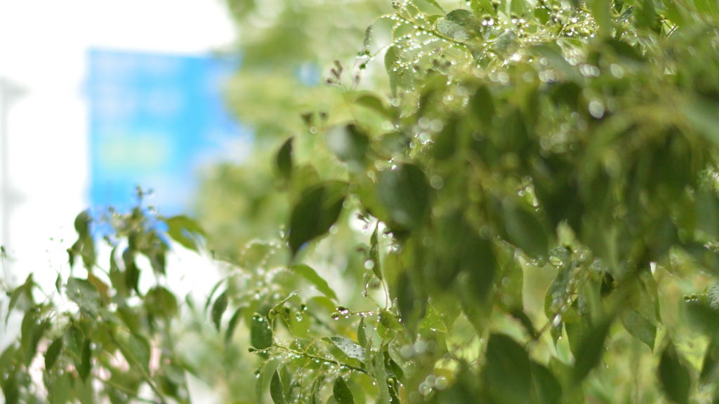 雨上がり