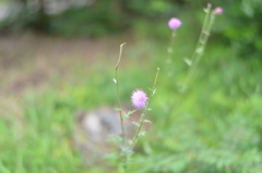 青少年の森＿花