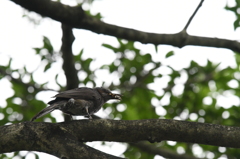 青少年の森＿鳥ヒヨドリ