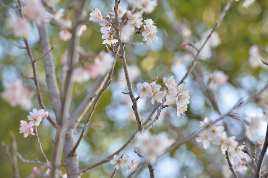 さくらんぼの花