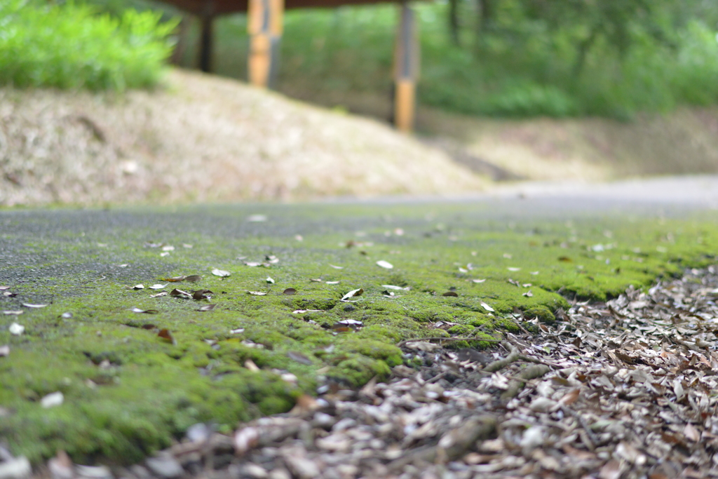 青少年の森＿苔道