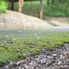 青少年の森＿苔道