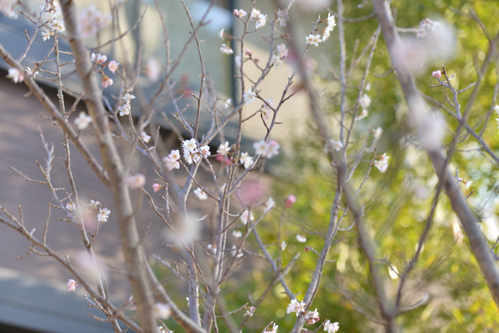 庭のさくらんぼの花