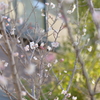 庭のさくらんぼの花