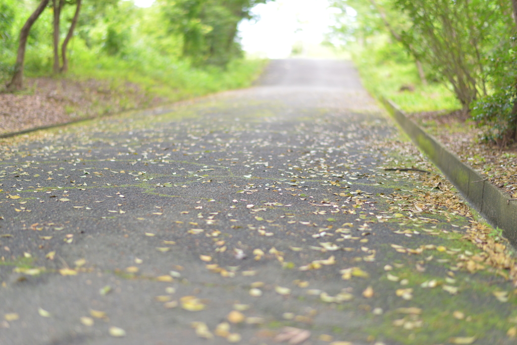 青少年の森＿遊歩道