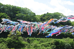 相模川の鯉のぼり