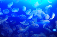 えのすいのクラゲ