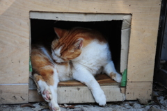 猫