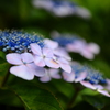 紫陽花