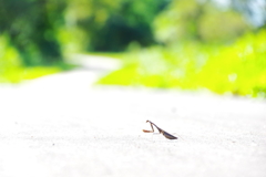 カマキリと道