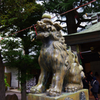 青山熊野神社の狛犬
