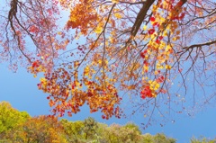 横谷渓谷の紅葉