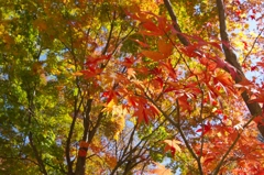 横谷渓谷の紅葉