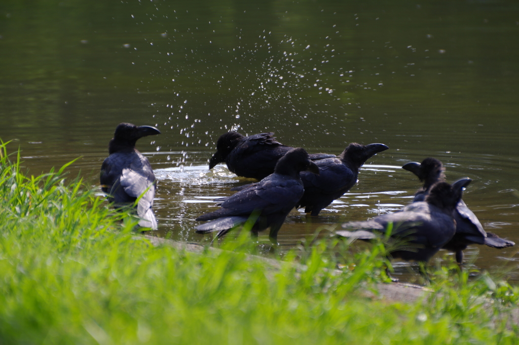 カラスの行水