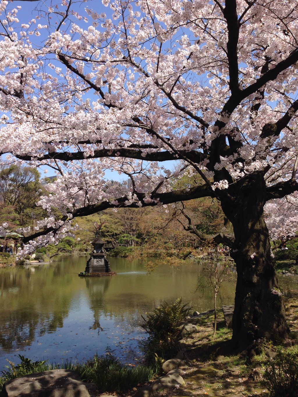 日比谷公園の桜の木