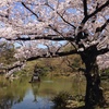 日比谷公園の桜の木