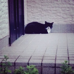 門番猫