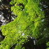 香取神宮のもみじ