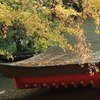 銀杏