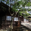 本土寺