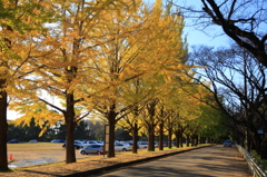 佐倉城址公園の銀杏並木