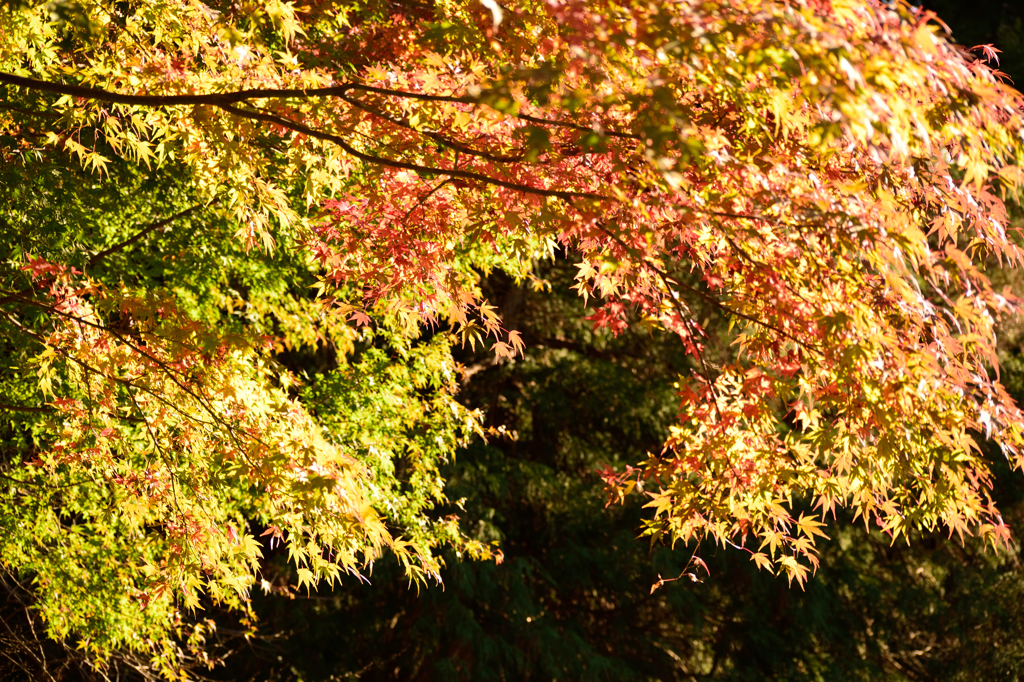 一碧湖の紅葉１