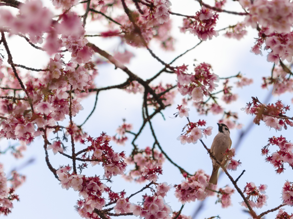 熱海桜