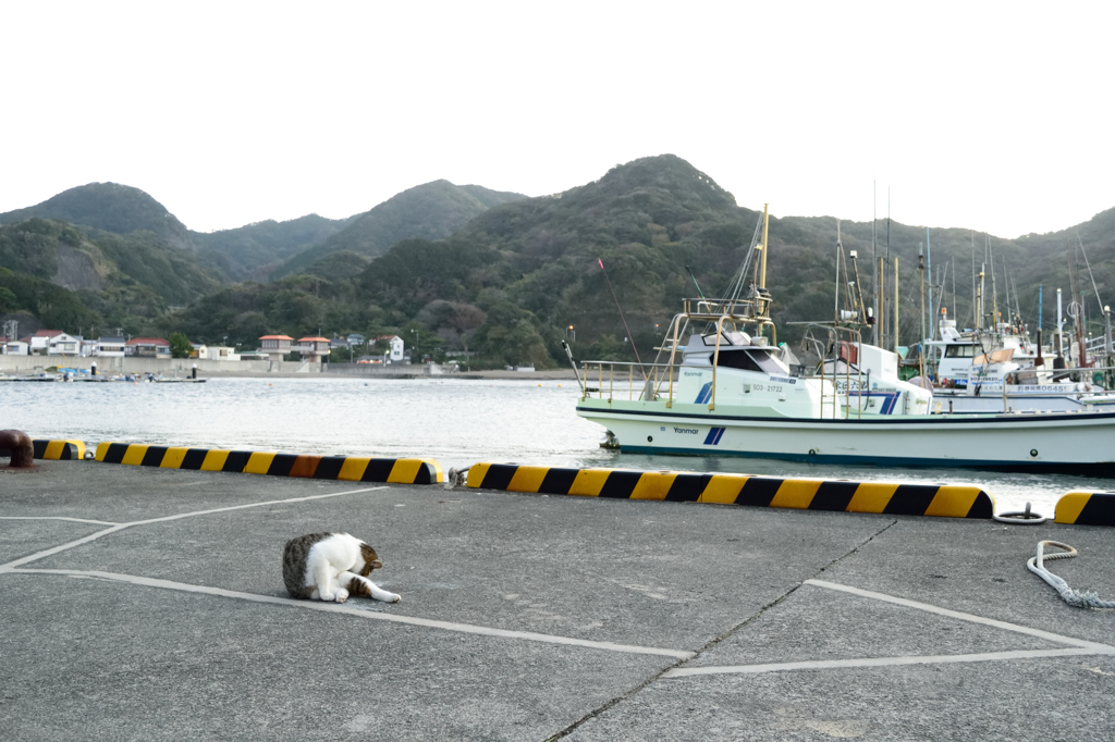 とある漁港と野良猫