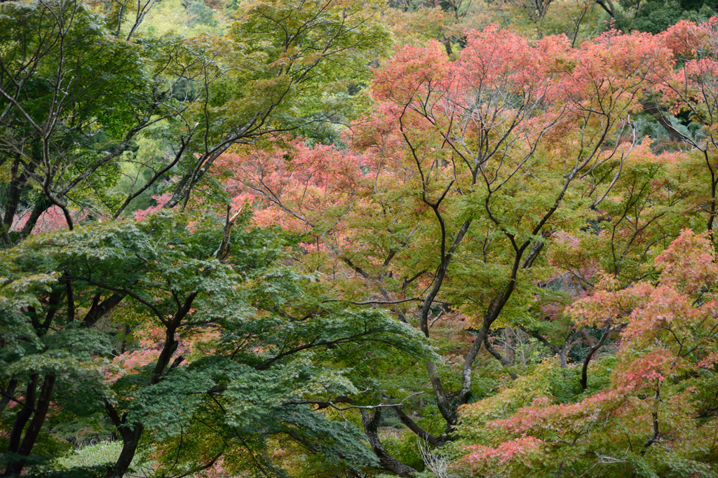 熱海梅園５