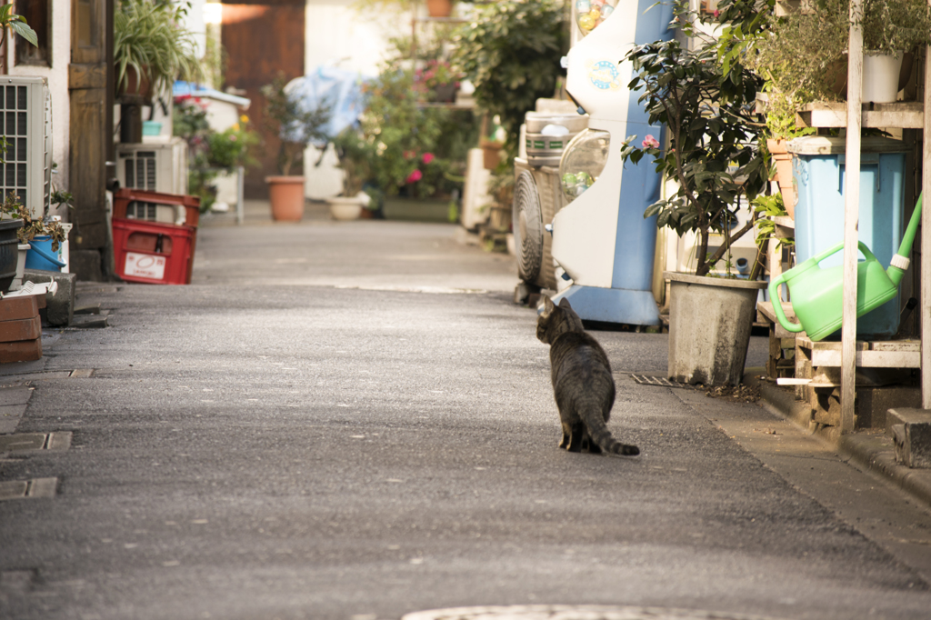 路地裏の住人