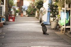 路地裏の住人