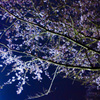 夜桜