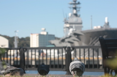 ハトと艦船