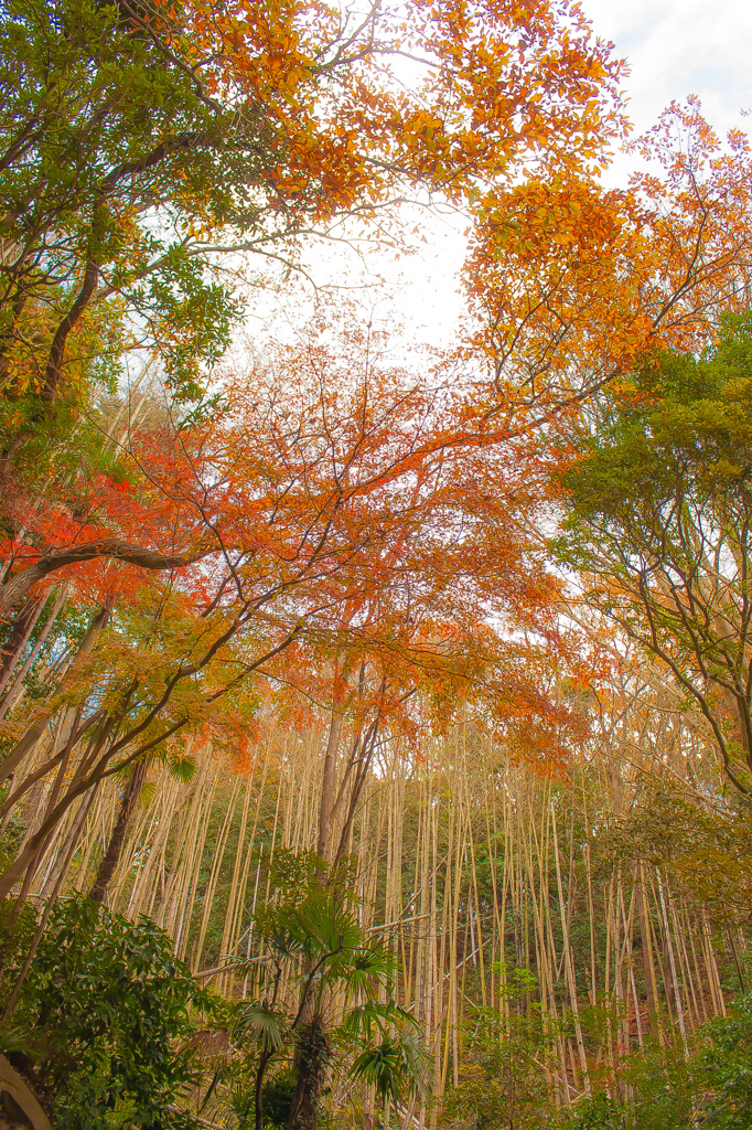 竹林と紅葉