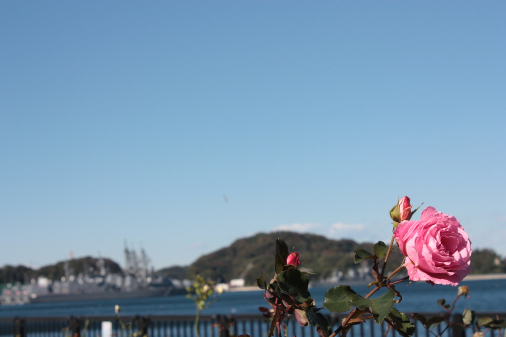 ヴェルニー薔薇