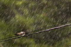 豪雨