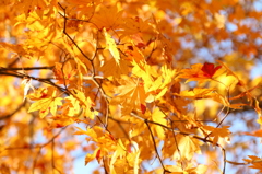 草津　紅葉
