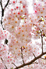 桜花