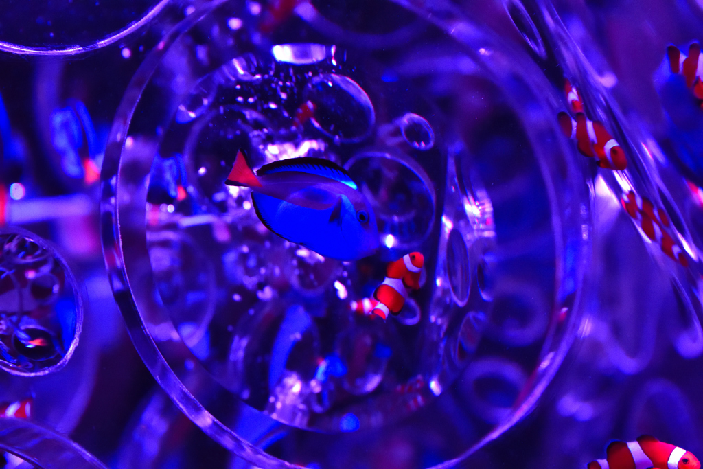 Finding Nemo