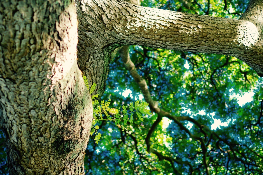 この木なんの木、木になる木