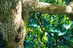 この木なんの木、木になる木