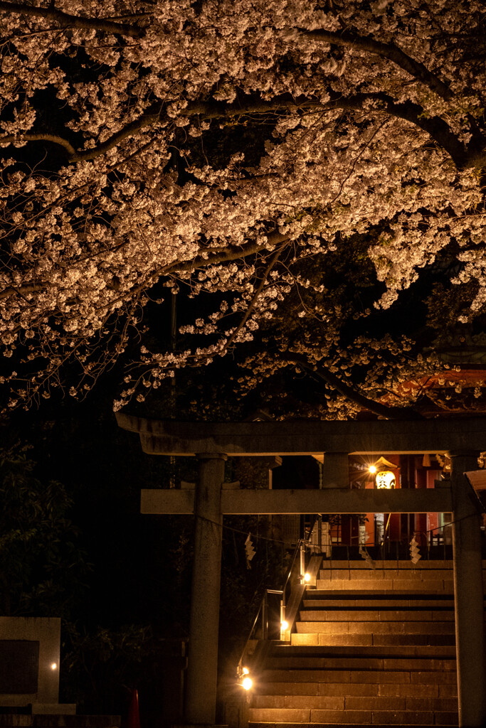 夜桜