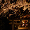 夜桜