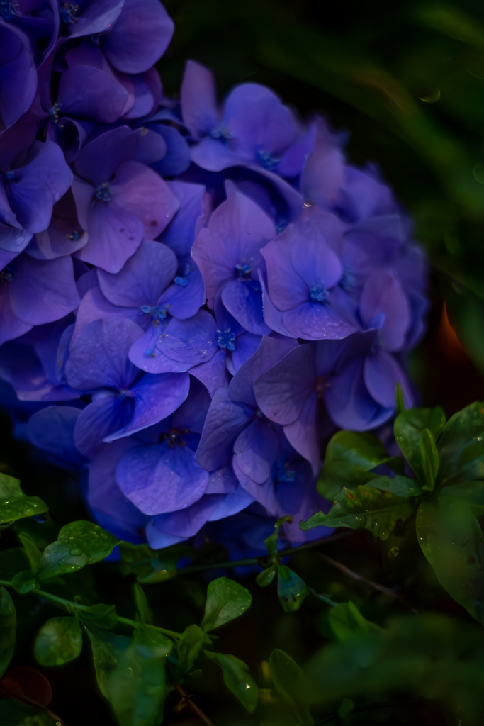 紫陽花