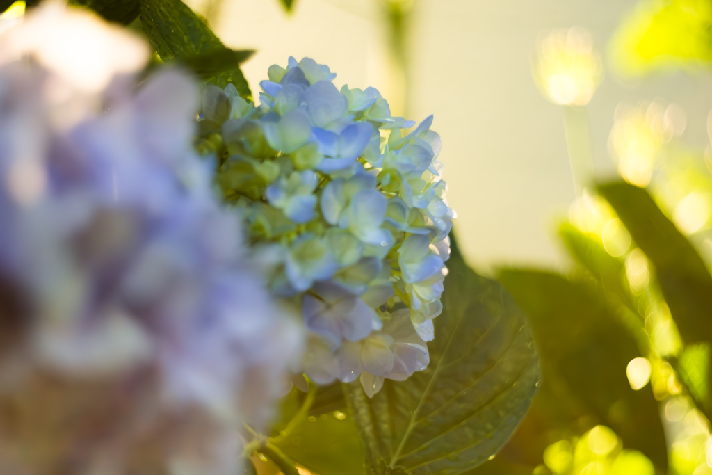 紫陽花