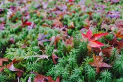 地に苔生して