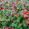 地に苔生して